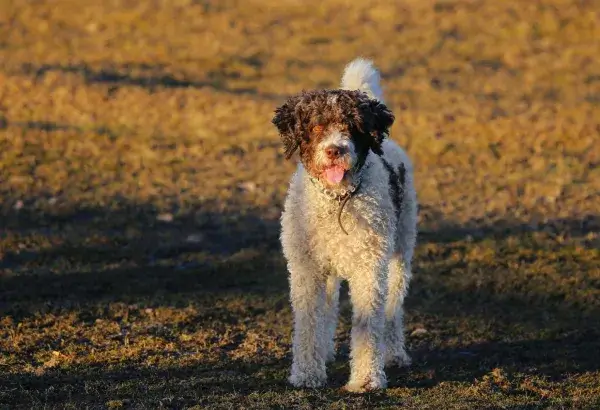 BLACK AND WHITE DOG BREEDS - SPANISH WATER DOG