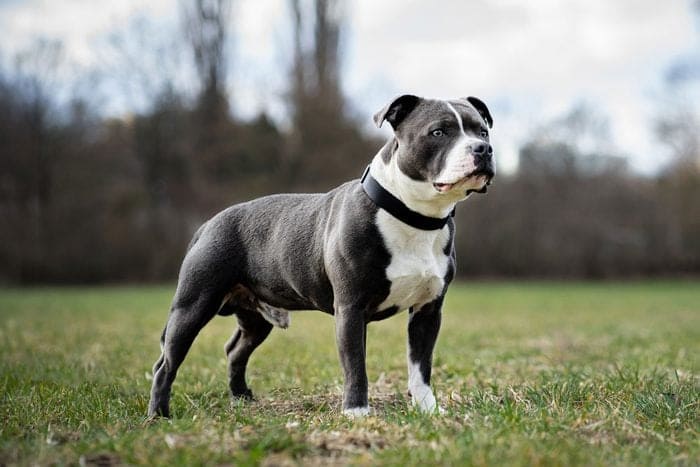 BLACK AND WHITE DOG BREEDS - STAFFORDSHIRE BULL TERRIER