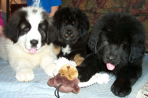 BLACK AND WHITE DOG BREEDS - TIBETAN MASTIFF