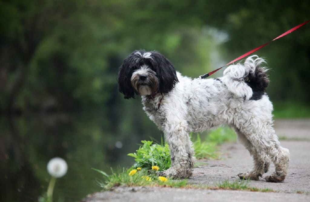 BLACK AND WHITE DOG BREEDS - TIBETAN TERRIER