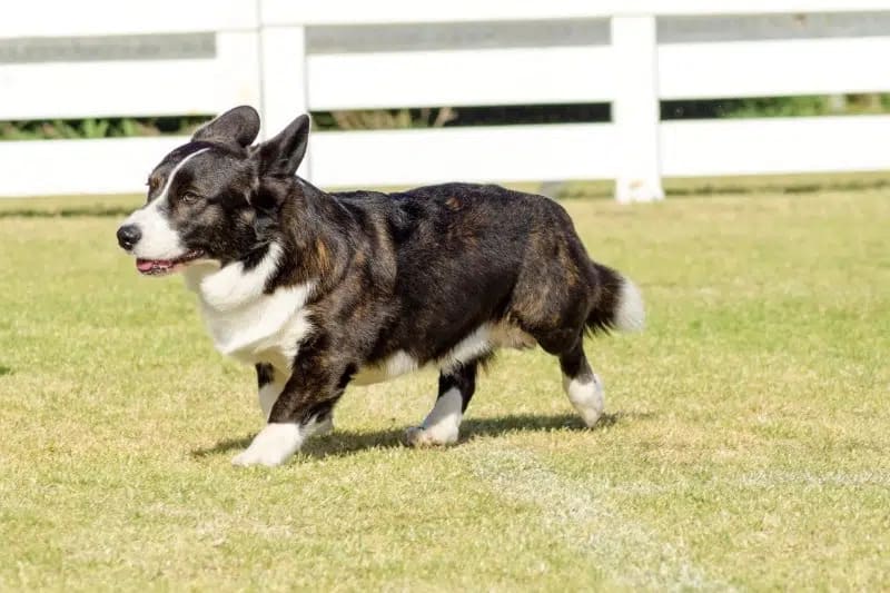 BLACK AND WHITE DOG BREEDS - CARDIGAN WELSH CORGI