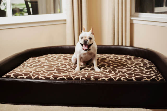 BUY ONLINE BEST, COMPHATIBLE, CUSTOM, MODERN LUXURY DOG & PUPPY BEDS and COUCHES, FOR LARGE & SMALL DOG BREEDS