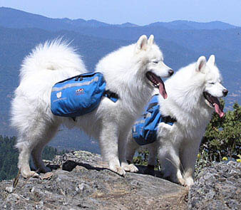 DOG & PUPPY BACKPACK, OUTDOOR SADDLE BAGS, DOG CARRYING HARNESS, CARRIER, PETCO, RUFFWEAR, CESAR MILLAN, KURGO