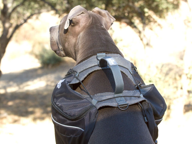 DOG BACKPACK SIZE