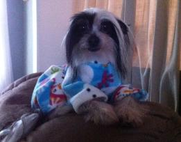 HOW TO THROW MANAGE ORGANIZE GREAT DOG & PUPPY PUP PAJAMA PARTY