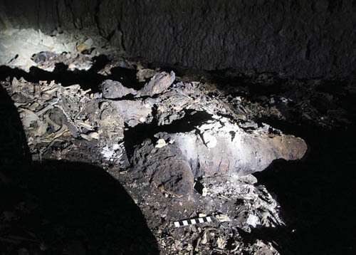 EGYPTIAN CANINE CATACOMBS