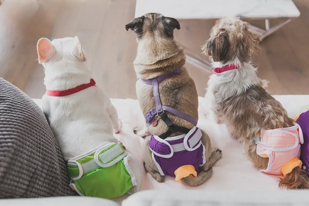 DOG DIAPER TRICKS