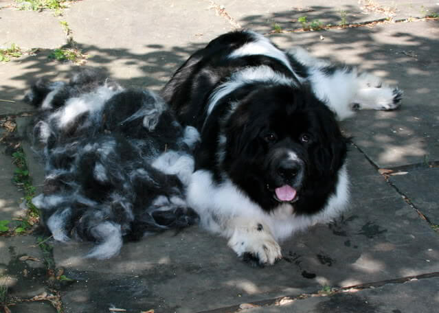 DOG and PUPPY coat and fur SHEDDING!
