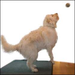 Dog Tricks