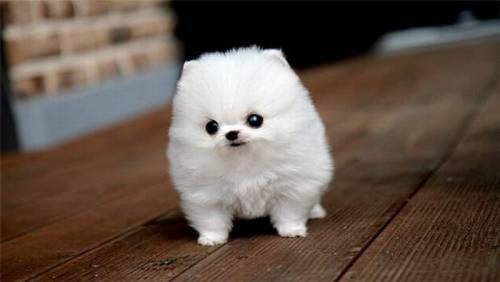 MINIATURE DOGS CARE & MAINTENANCE