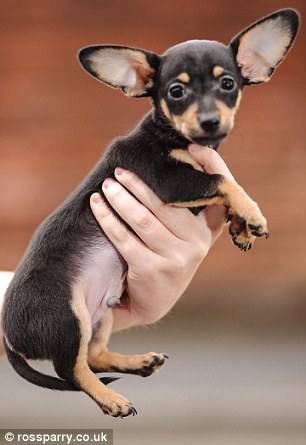 MINIATURE DOGS CARE & MAINTENANCE