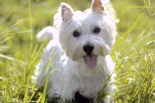 DOGS THAT DOES NOT SHED, NOT SHEDDING DOG BREEDS
