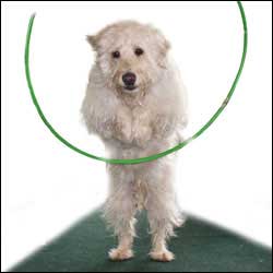 Dog Tricks