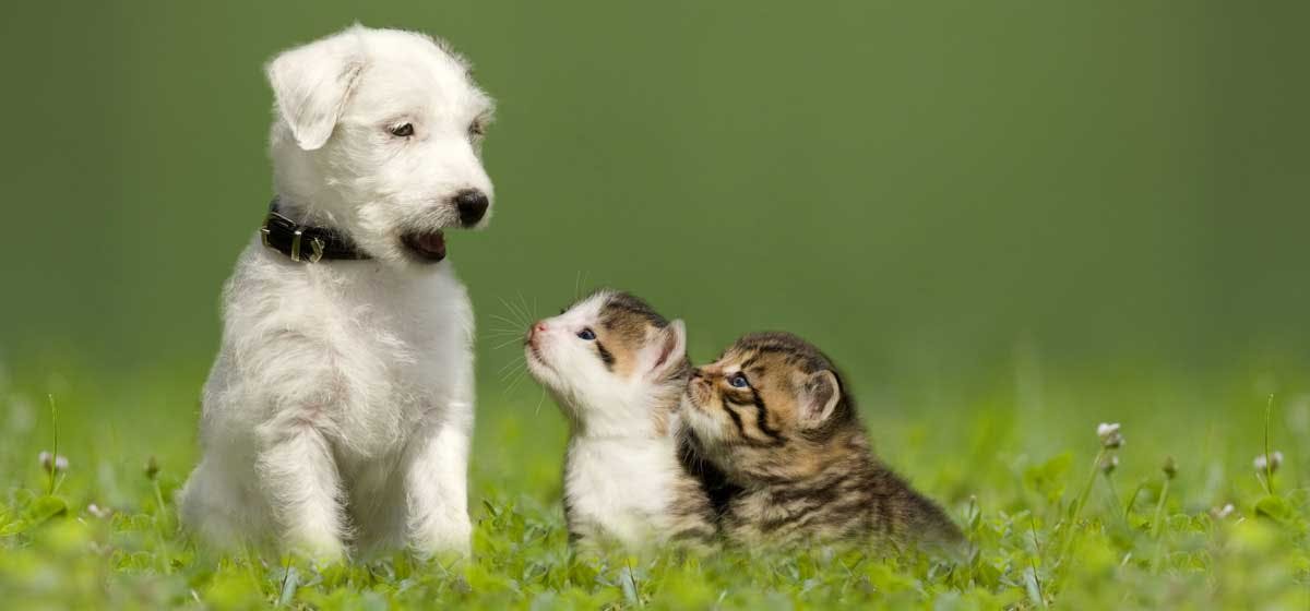 FELINE vs CANINE CORONAVIRUS: COMPARISON