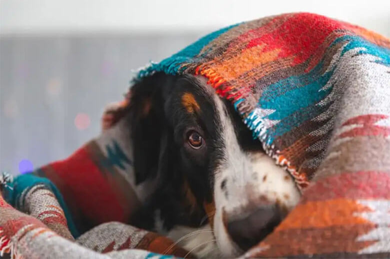Does a Dog Calming Spray Really Work for Anxious Dogs?