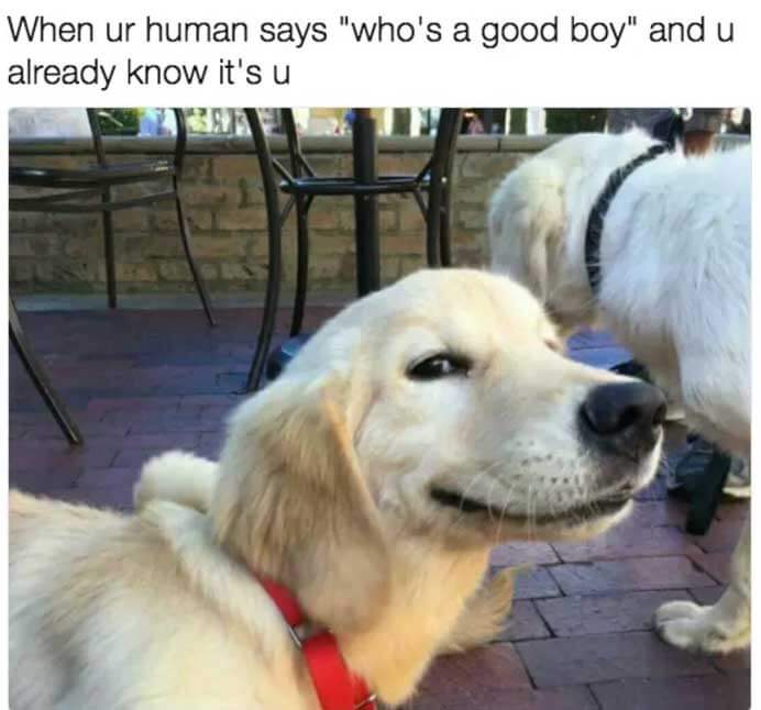 FUNNY DOG MEMES, BEST DOG MEMES