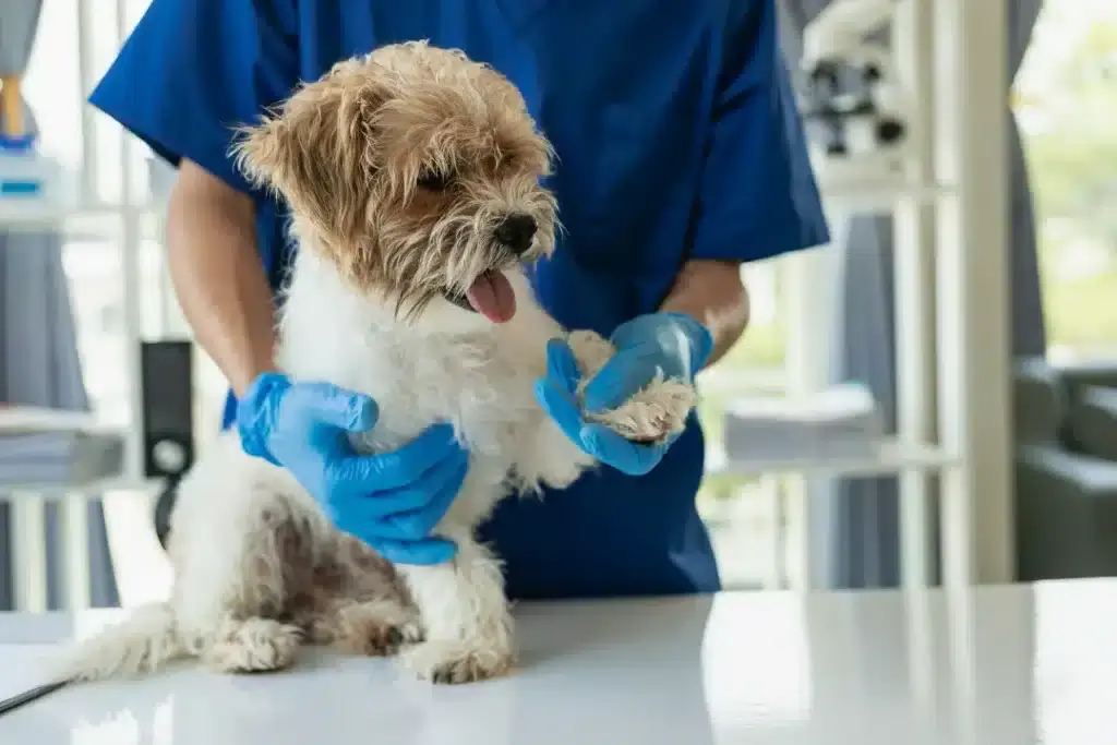 Getting a Pet Health Check in Singapore - Here's All You Need to Know