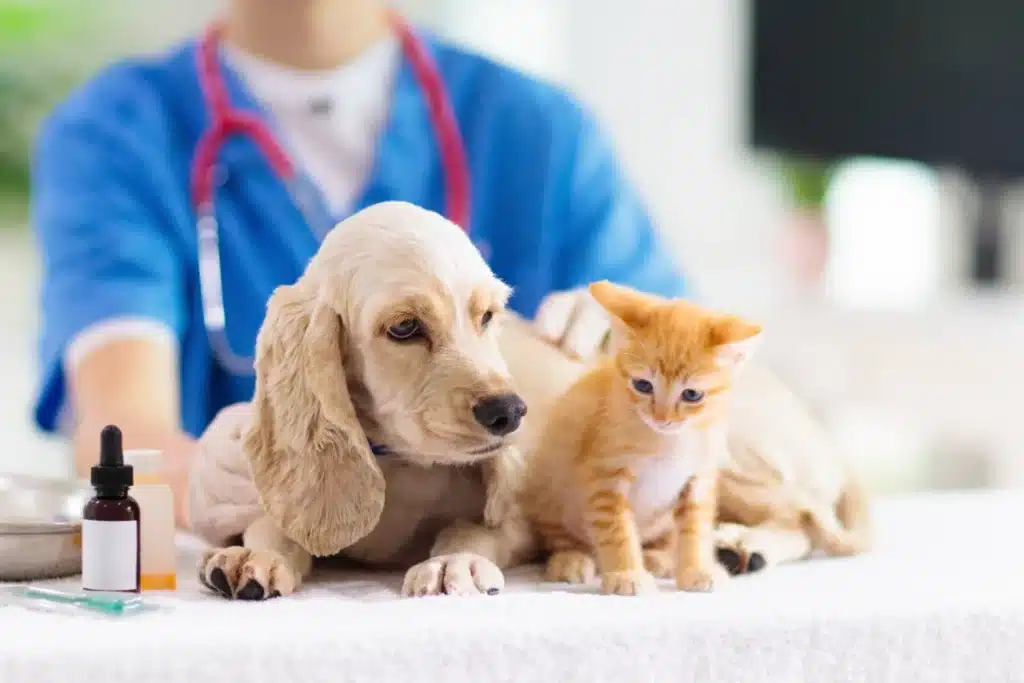 Getting a Pet Health Check in Singapore Here's All You Need to Know