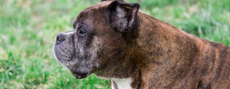 DOG SKIN, SHAR PEI SKIN, PUPPY SKIN, CANINE SKIN