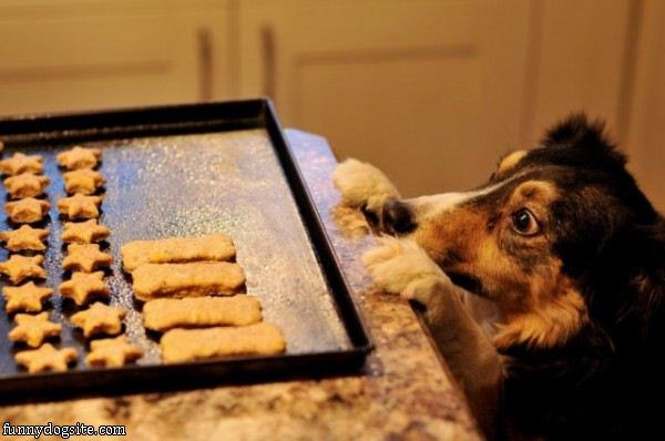 WWW.DOGICA.COM
