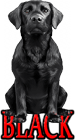 BLACK DOG BREEDS