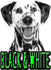 BLACK AND WHITE DOG BREEDS