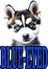 BLUE-EYED DOG BREEDS