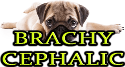 BRACHYCEPHALIC DOG BREEDS