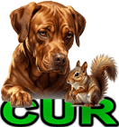 CUR DOG BREEDS