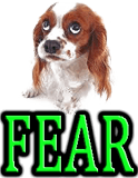 DOG ANXIETY & FEAR 🔱