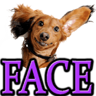 DOG FACIAL EXPRESSIONS