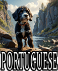 PORTUGUESE DOG BREEDS
