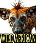 WILD AFRICAN DOG