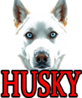 HUSKY DOG BREEDS