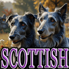 SCOTTISH DOG BREEDS