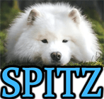 SPITZ DOG BREEDS