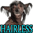 HAIRLESS DOG BREEDS