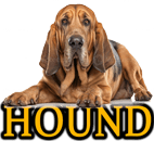 HOUND DOG BREEDS