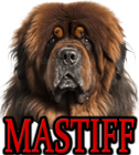 MASTIFF DOG BREEDS
