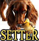 SETTER DOG BREEDS