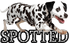 SPOTTED DOG BREEDS