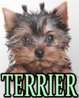 TERRIER DOG BREEDS