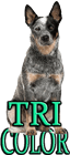 TRICOLOR DOG BREEDS