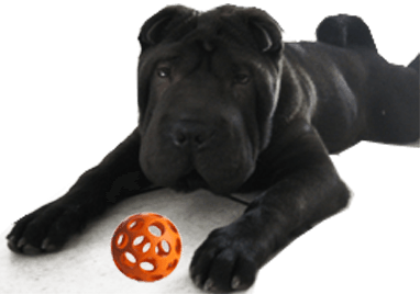 WWW.DOGICA.COM