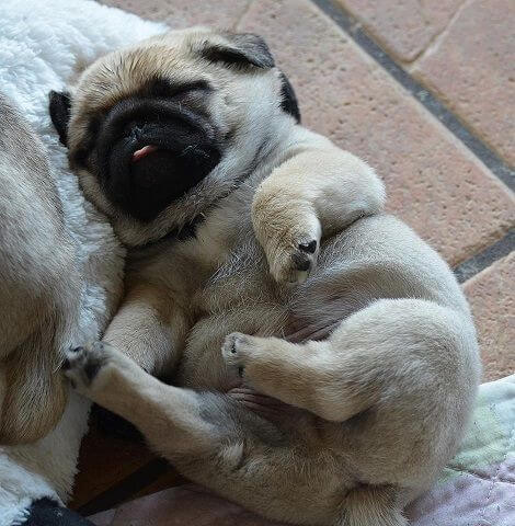DOG SLEEP POSITIONS, HOW MUCH DOGS DREAM IN AVERAGE? CUTE FUNNY SLEEPING PUPPY