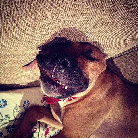 Dog Dreams and Sleep Bark Reasons