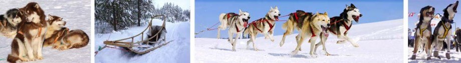 Dog Race, Fastest Dog Breeds, Speed of Dogs