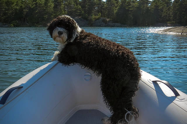 DOG HIKING