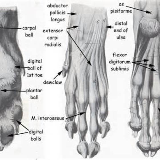 DOG PAWS GUIDE Anatomy Shape Size DOGICA 