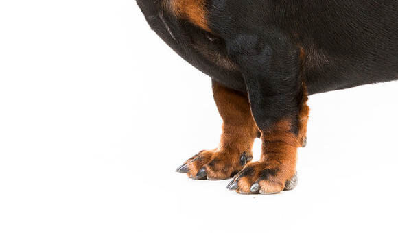 DOG PAW BY BREED